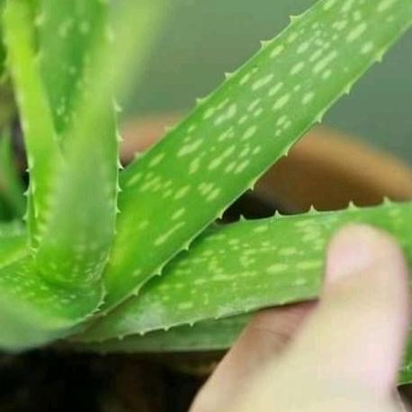 

Terlaris Bibit Lidah Buaya Jumbo