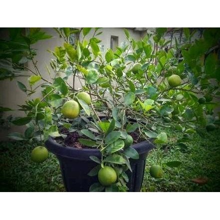 

Terlaris Bibit Jeruk Nipis Afscji 5412Ms