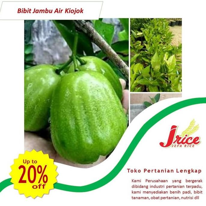 Terlaris Bibit Jambu Air Madu Deli Hijau Jumbo