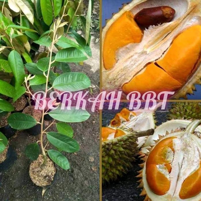 

Terlaris Benih/Bibit Durian Super Tembaga