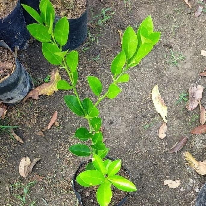 

Terlaris Bibit Tanaman Jeruk Nipis/Jeruk Pecel Ktgxov 9750Jk