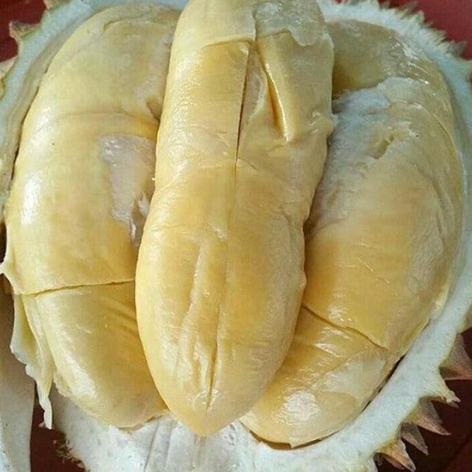 

Terlaris Bibit Durian Montong