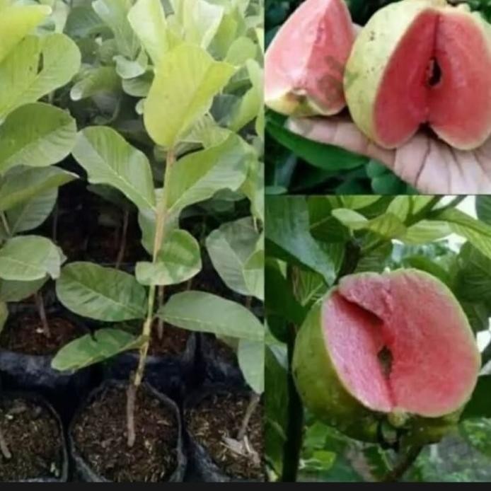 

Terlaris Bibit Pohon Jambu Merah/Jambi Biji Cccc