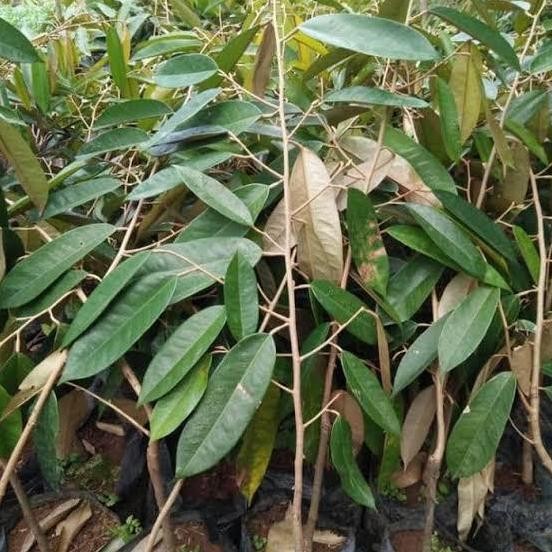 

Terlaris Bibit Durian Sitokong Unggul Termurah