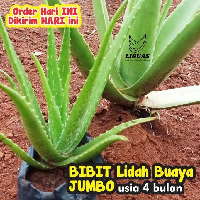 

Terlaris Bibit Lidah Buaya Usia 4 Bulan | Jenis Chinencis