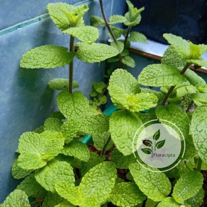 

Terlaris Pohon Apple Mint - Bibit Tanaman Appel Mint Satu Pot - Daun Herba Cccc