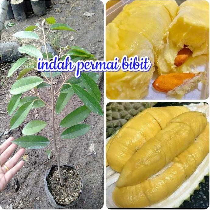 

Terlaris Bibit Tanaman Durian Montong Palu Parigi