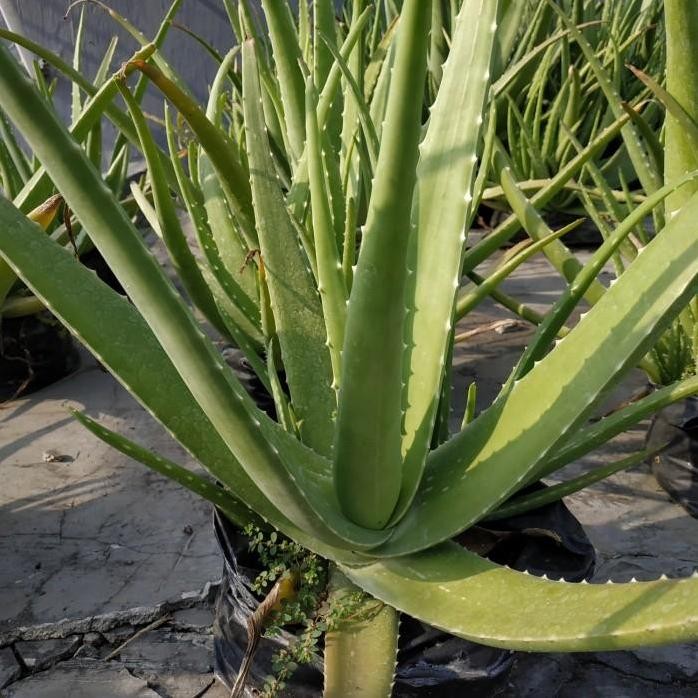 

Terlaris Bibit Lidah Buaya Chinenses Jumbo Pontianak