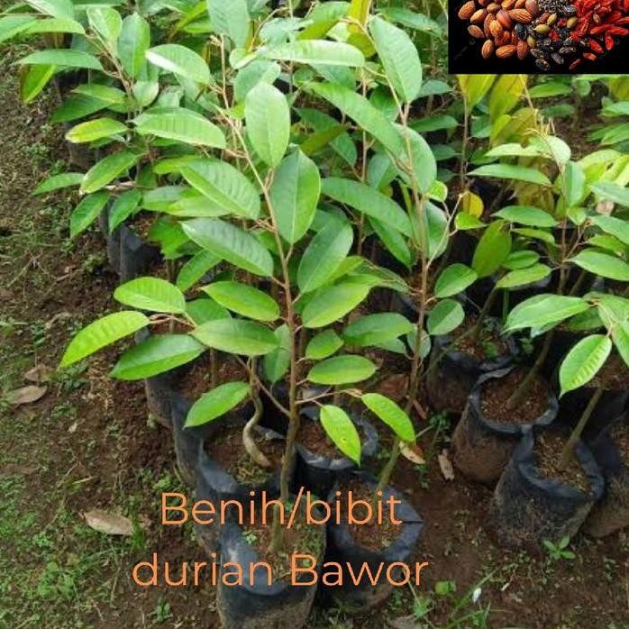 

Terlaris Benih/Bibit Durian Bawor Super Premium