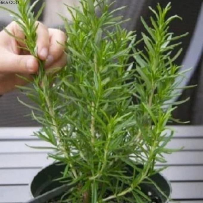 

Terlaris Tanaman Anti Nyamuk Rosemary / Rosmary Bibit Tanaman Pohon Rosmery
