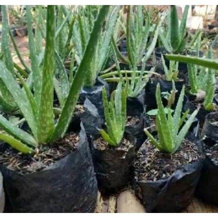 

Terlaris Benih Bibit Besar Sudah Jadi Lidah Buaya Di Dalam Polybag