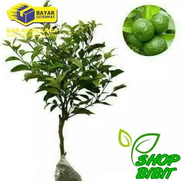 

Terlaris Paket Hemat 3 Bibit Jeruk Nipis Super Unggul Yjjchg 0936Rv