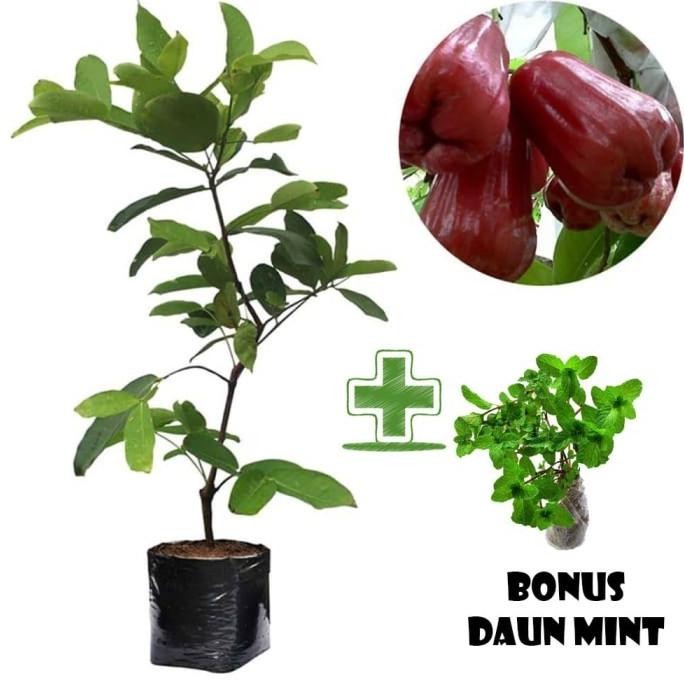

Terlaris Tanaman Buah Jambu Air Citra Bonus Bibit Daun Mint At14