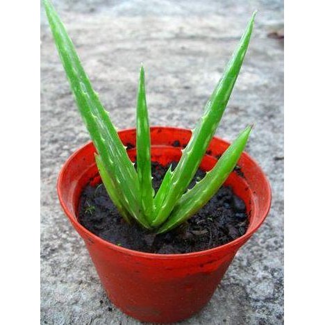 

Terlaris Bibit Tanaman Lidah Buaya (Aloe Vera)