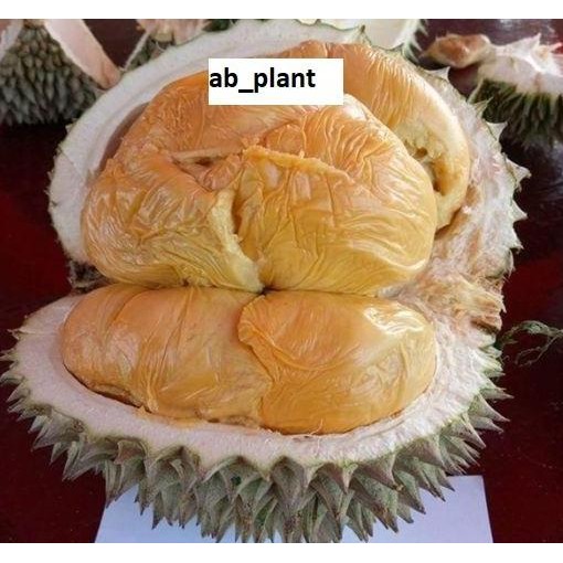 

Terlaris Bibit Durian Salopa Cepat Berbuah