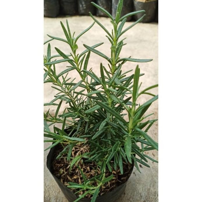 

Terlaris Bibit Tanaman Rosemary (Minyak Kayu Putih) Yasypi 2733Ga