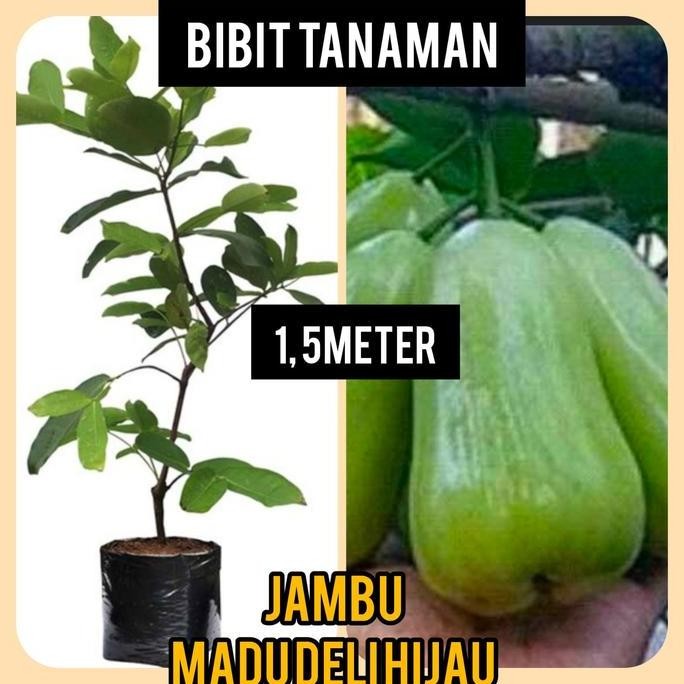 

Terlaris Bibit Jambu Air Madu Deli Hijau 1.5 Meter