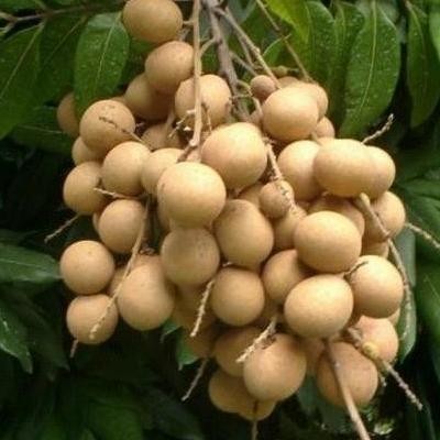 

Terlaris Bibit Kelengkeng Aroma Durian Stek Atau Okulasi Cepat Berbuah