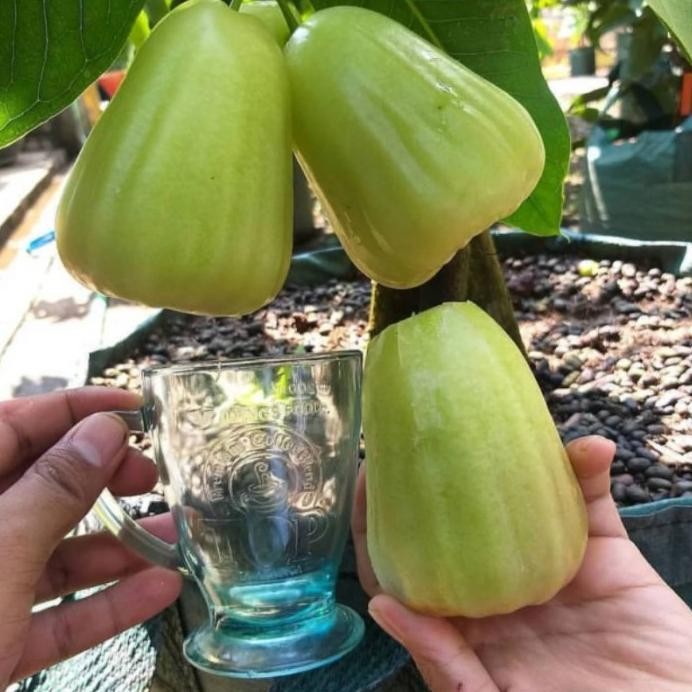 

Terlaris Obrall Bibit Tanaman Buah Jambu Air Madu Deli Jumbo Okulasi