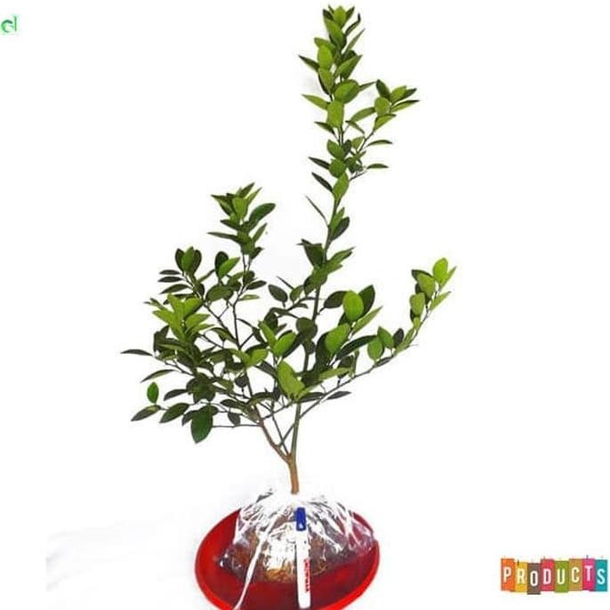 

Terlaris Bibit Tanaman Jeruk Nipis Tinggi 70 Cm Up | Siap Tanam D Rbwjtz 6059Ss