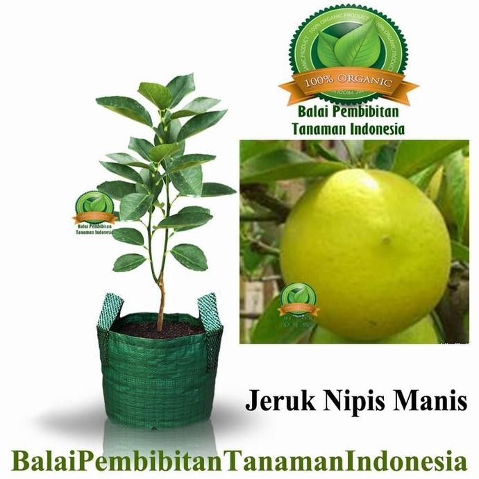 

Terlaris Bibit Jeruk Nipis Manis / Bibit Buah / Tanaman Pugdwa 1254Hl