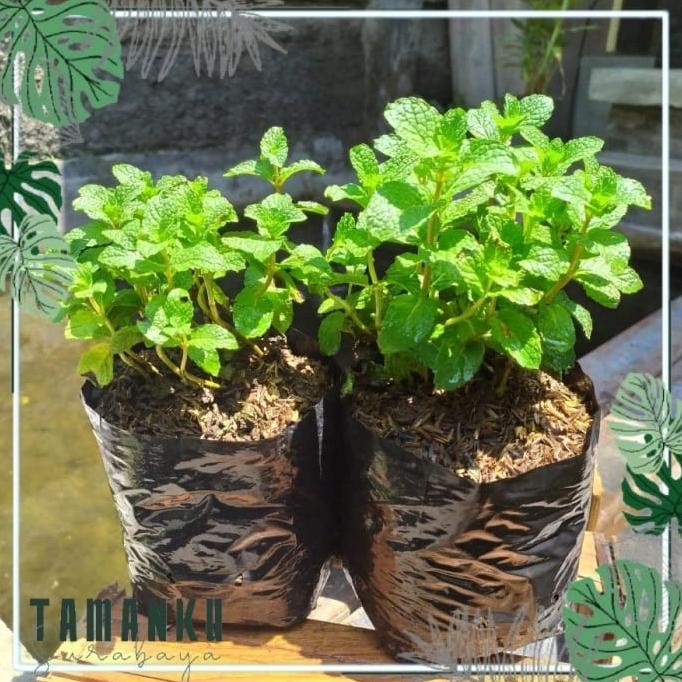 

Terlaris Tanaman Daun Mint Spearmint Bibit Daun Mint Sulkke 1498Yw