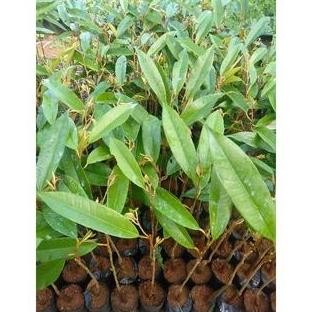 

Terlaris ( 3Pcs) Bibit Durian Baby Super Tembaga / Bibit Durian Super