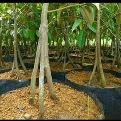 

Terlaris Bibit Pohon Durian Musang King Kaki Tiga(3) - Pohon Durian Musang King