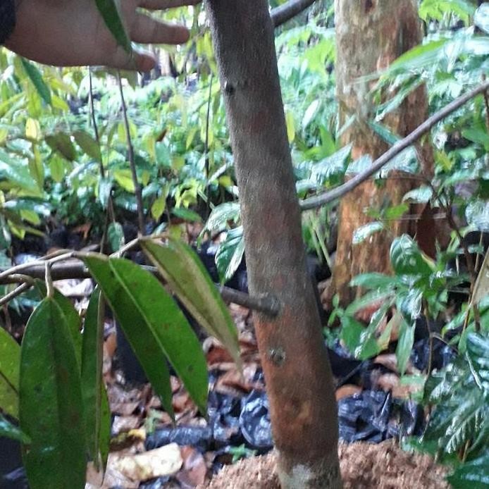 

Terlaris Bibit Pohon Durian Musangking Batang Besar Tinggi 2 Meter