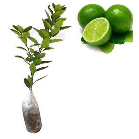 

Terlaris Promo Besar-Besaran Bibit Jeruk Nipis Non Biji Tinggi 70 Cm Up