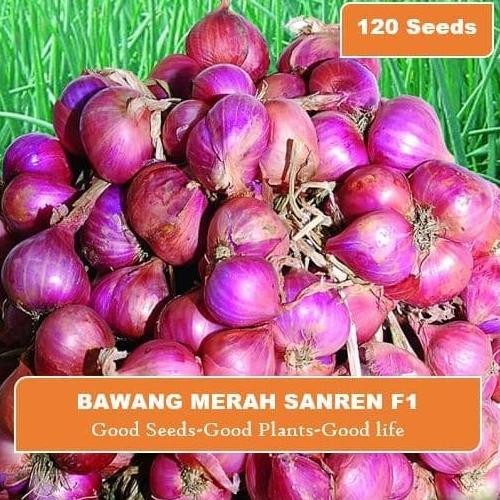 

Terlaris Isi 120 Biji Benih Bibit Bawang Merah Cap Panah Merah Kemasan