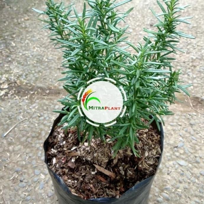 

Terlaris Bibit Pohon Rosemary - Tanaman Daun Rosemari - Bahan Bumbu Masak