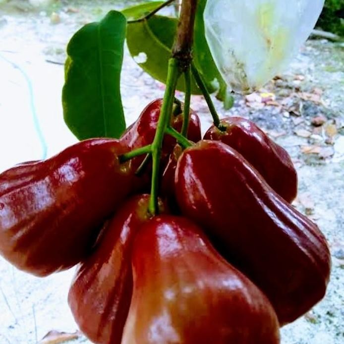 

Terlaris Bibit Jambu Citra Berbuah