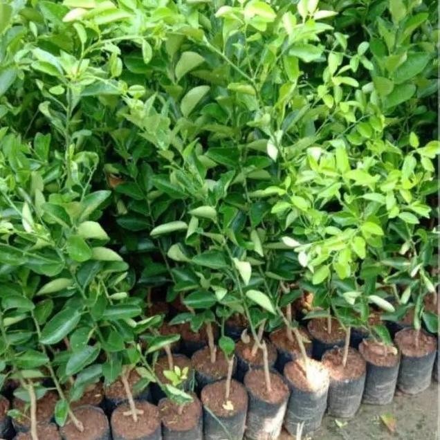 

Terlaris Bibit Jeruk Nipis Pohon Jeruk Nipis Tanaman Buah Herbal Barang Berkualitas Premium