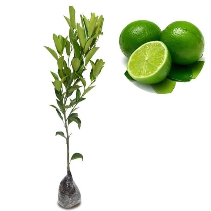 

Terlaris Bibit Tanaman Jeruk Nipis Nnnn