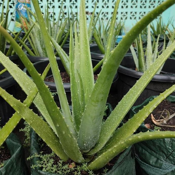 

Terlaris Bibit Lidah Buaya Jumbo Dipalembang