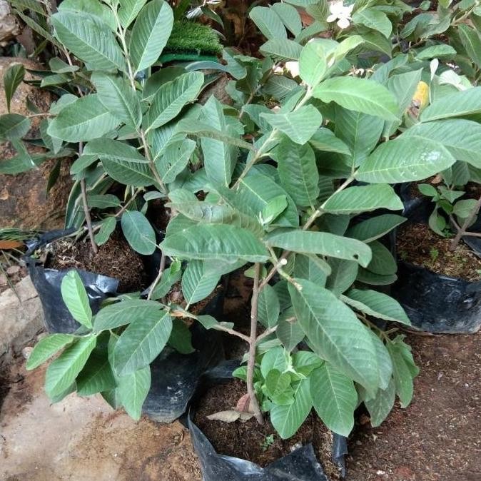 

Terlaris Bibit Cangkok Pohon Jambu Biji Merah Cccc