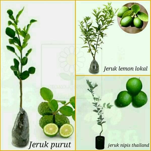 

Terlaris Promo Paket 3 Bibit Jeruk Lemon Lokal,Purut Dan Nipis Thailand