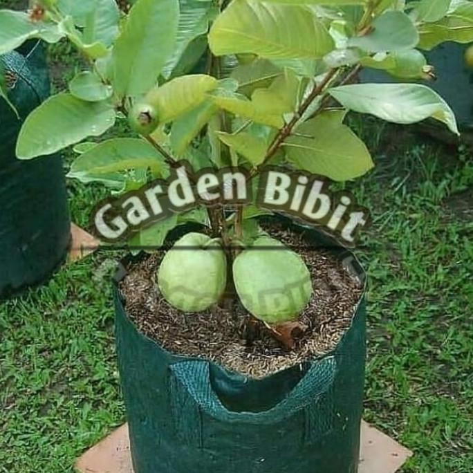 

Terlaris Bibit Buah Jambu Kristal Putih Non Biji Siap Berbuah Bisa Cod Oyee