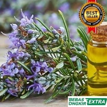 

Terlaris Bibit Tanaman Rosemary Herbal Bibit Unggul Terlaris