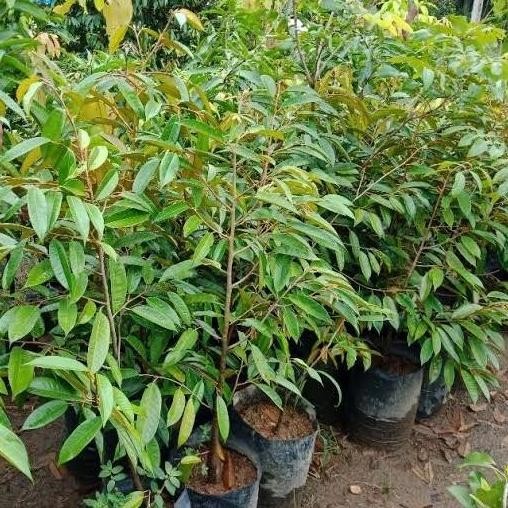 

Terlaris Paket 3 Bibit Durian Duri Hitam Hasil Okulasi