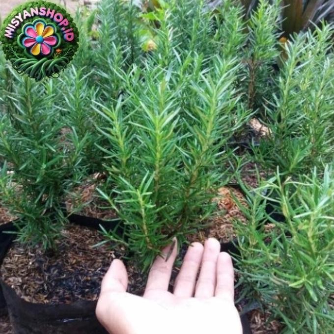 

Terlaris Bermutu Bisa Cod Tanaman Hias Rosemary Herbal Wangi Dan Harum/Bibit/Benih Promo!! Pasti Hemat