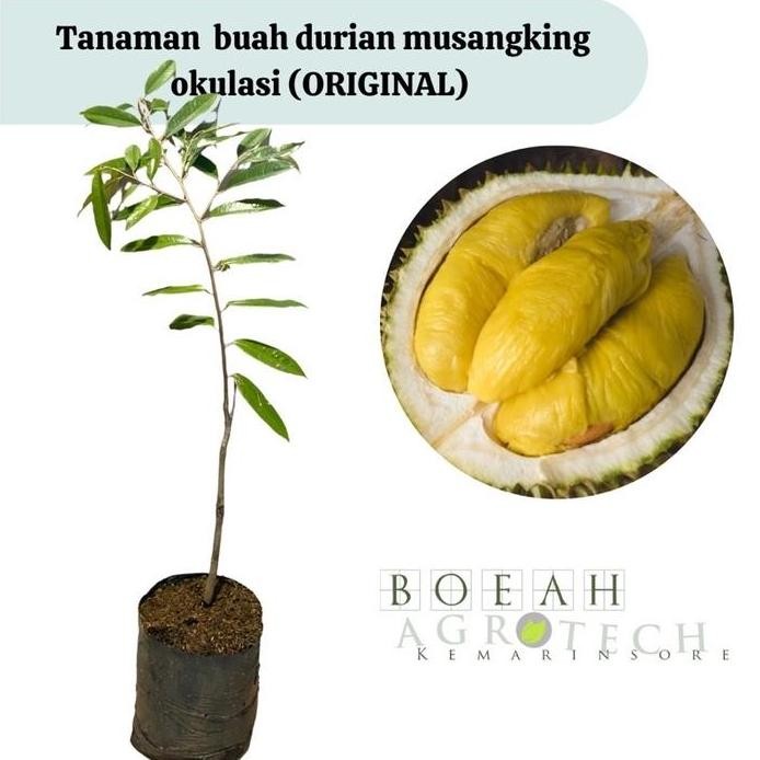 

Terlaris Bibit Durian Musangking Kaki 1