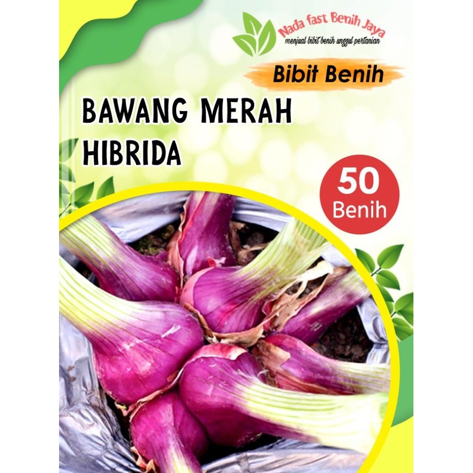 

Terlaris Benih Sayuran Bibit Bawang Merah Lokananta / Bibit Sayuran Daun Unggul