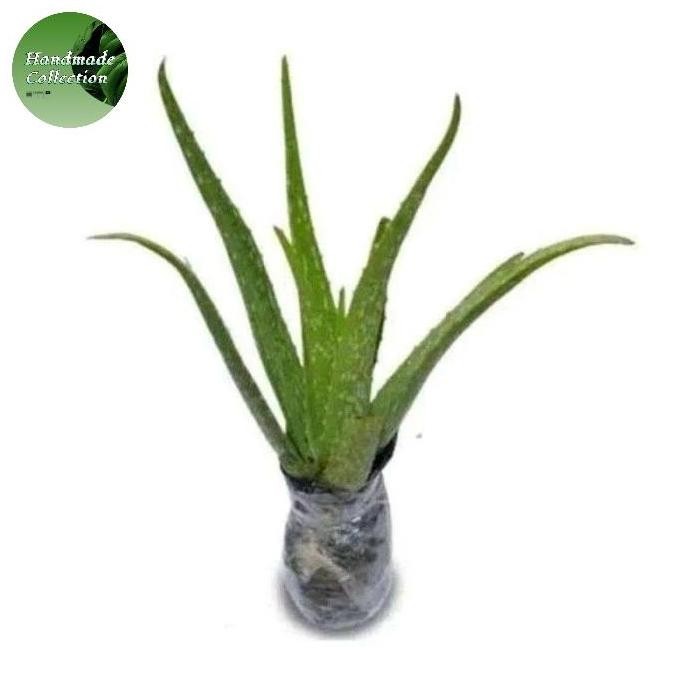 

Terlaris Promo Cod.. Bibit Tanaman Lidah Buaya Jumbo Pontianak