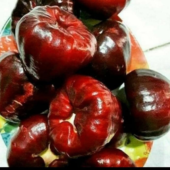 

Terlaris Bibit Tanaman Buah Jambu Air Black Kingkong Unggul Dan Bergaransi Bibit Tanaman Super Unggul