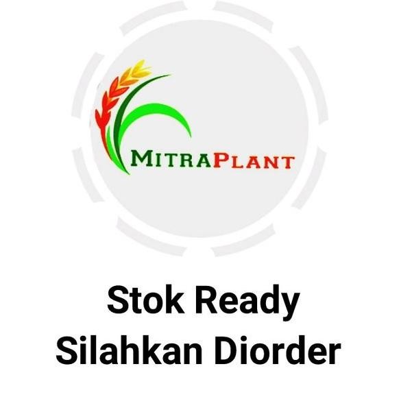 

Terlaris Bibit Pohon Jeruk Nipis - Buah Jeruk - Tanaman Jeruk Nipis Herbal