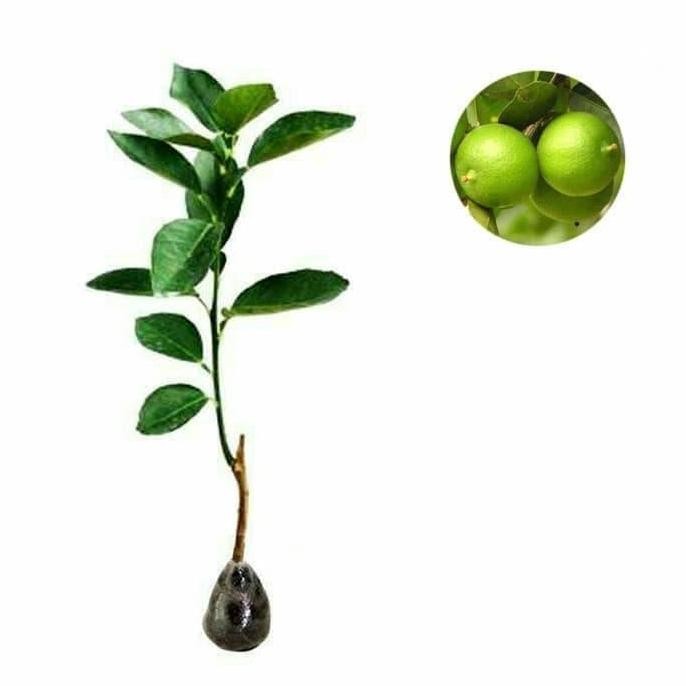 

Terlaris Bibit Jeruk Nipis Bibit Tanaman Unggul