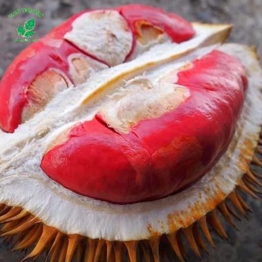 

Terlaris Bibit Durian Merah Banyuwangi Asli Okulasi