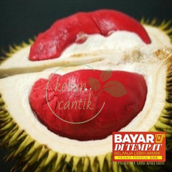 

Terlaris Bibit Tanaman Buah Durian Bangkok Merah Kaki 1/Durian/Tanaman Durian